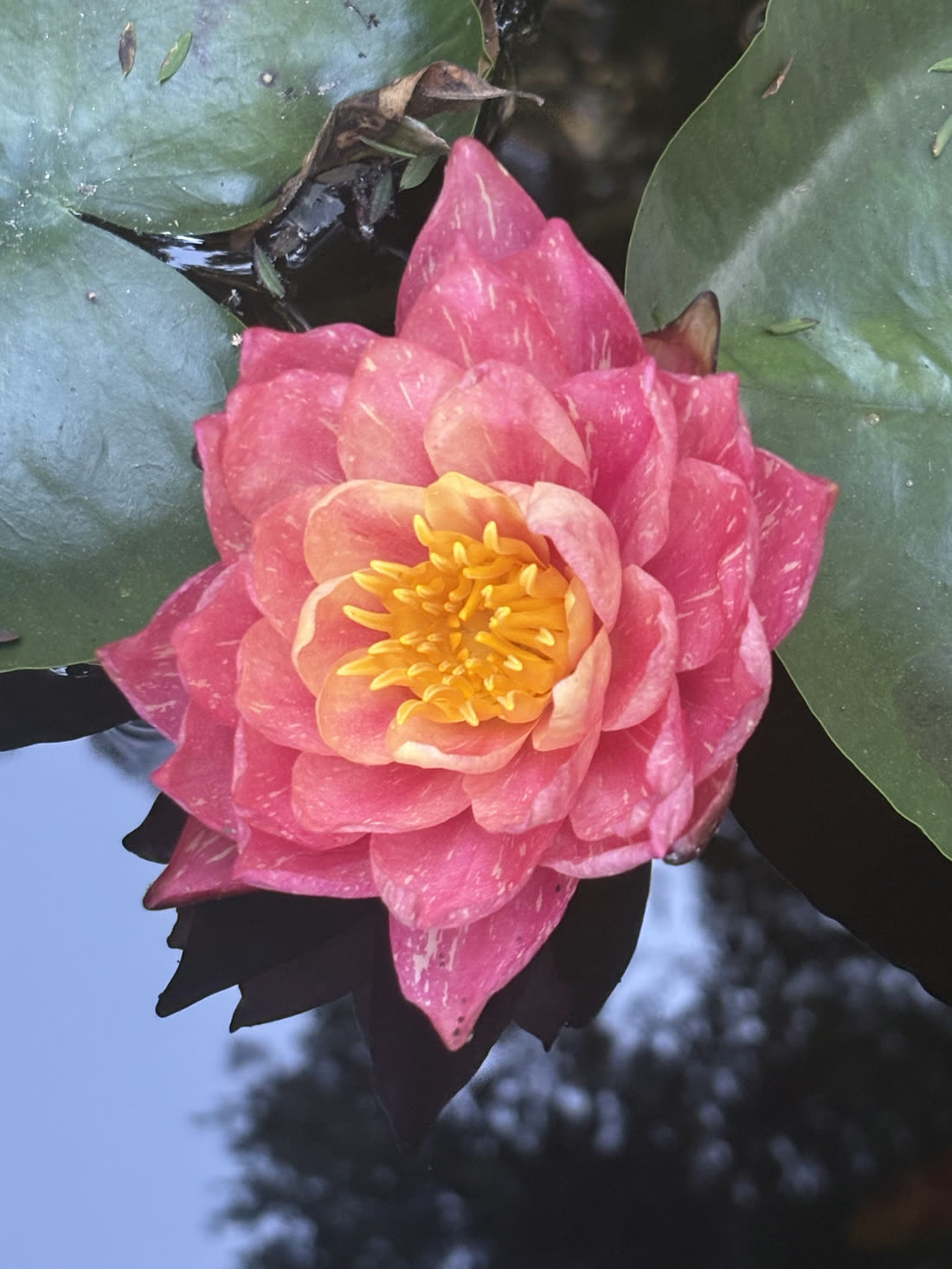 A pink waterlily in full bloom resting on a still pond among lily pads